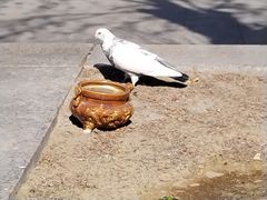 -天津大悲禅院