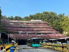 -深圳仙湖植物园