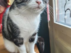 -猫小院猫主题餐厅(南锣旗舰店)