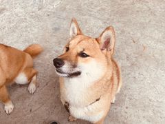 -柴犬高等学院·狗咖·柴犬售卖·宠物训练