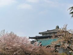 -武汉大学-樱园