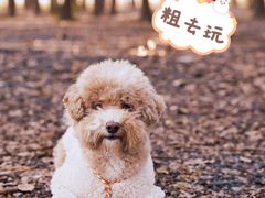 -广富林郊野公园