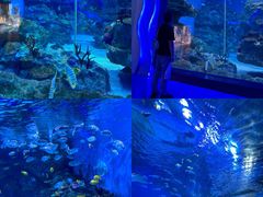 -海合安成都极地海洋公园