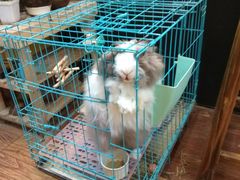 -志龙皇冠吃货椰子铺