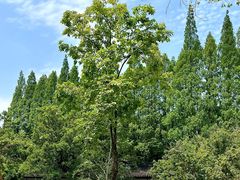 -苏州文庙(姑苏区)