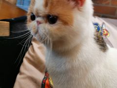 -more than meow吴止猫主题餐厅(承德 中船汇店)