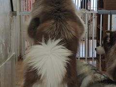 -Let's go狗咖·猫咖·奶狗·桌游(春熙路IFS店)