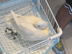 -怪兽屋·羊驼·猫咖·狗咖(俊华广场店)