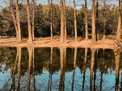 -上海共青森林公园