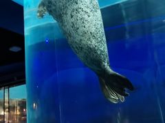 -海合安武汉极地海洋公园