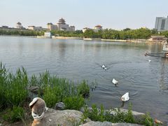 -莲花池公园