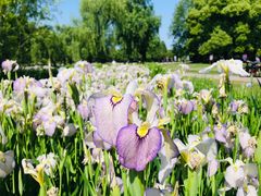 -上海共青森林公园