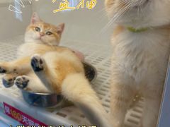 -lincat·猫舍(广州店)
