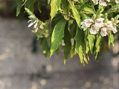 -广州神农草堂中医药博物馆