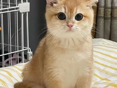 -东方名猫馆·英短金渐层布偶猫舍(环线广场1号楼店)