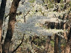 -红螺寺