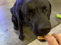 -百好乐宠物友好餐厅(朝外大街店)