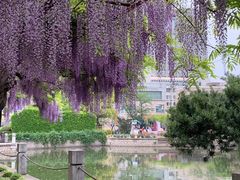 -嘉定紫藤园