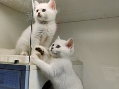 -lincat·猫舍(广州店)