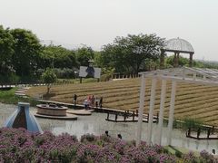 -大塘金香草谷