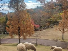 -神户市立六甲山牧场
