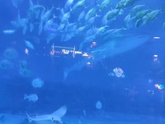 -烟台海昌鲸鲨海洋公园