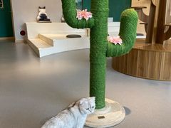 -飞行喵MR PILOT|猫舍·猫咖(静安大融城店)