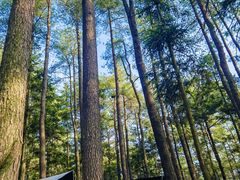 -重庆睡佛山森林公园