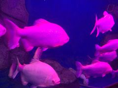 -泉州海丝野生动物世界