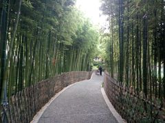 -陈家山荷花公园