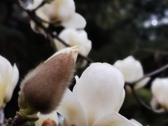 -无锡梅园公园