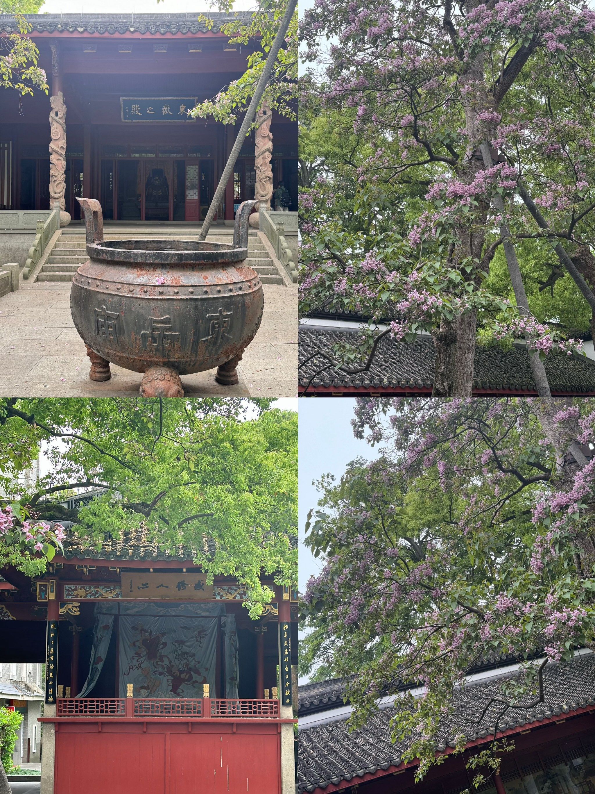 看吴山东岳庙530 的古楸树～这个春天完整了
