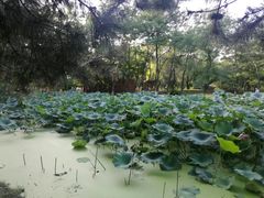 -长白岛森林公园