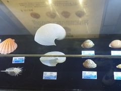 -贝壳梦幻世界