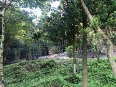 -都江堰中华大熊猫苑