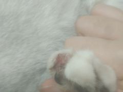 -宠颐生宠物医院(·宠保定点·鹰潭分院)