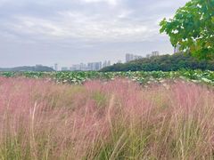 -月湖风景区
