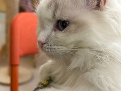-平行世界·猫咖(首经贸店)