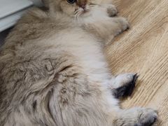 -米苏动物医院·犬猫专科·骨科外科内窥镜