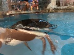 -帝企鹅自助餐厅•儿童岛•真企鹅(长隆企鹅酒店)