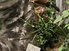 -中山市树木园