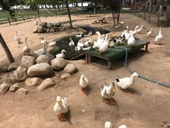 -上美四季动物农场