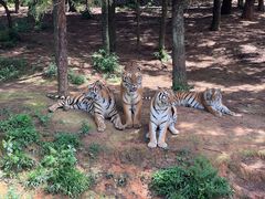 -云南野生动物园