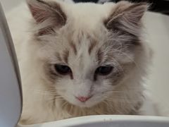 -飞行喵MR PILOT|猫舍·猫咖(静安大融城店)