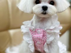 -鑫艺宠物美容培训学校