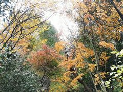 -上海滨江森林公园