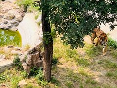 -石家庄市动物园