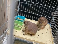 -猫色咖啡·猫咖