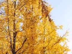 -汉长安城未央宫国家考古遗址公园