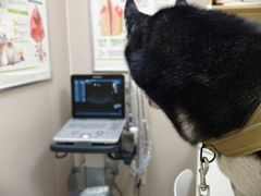 -安安宠医·臻爱宠物医院·宠保定点(营门口路分院)